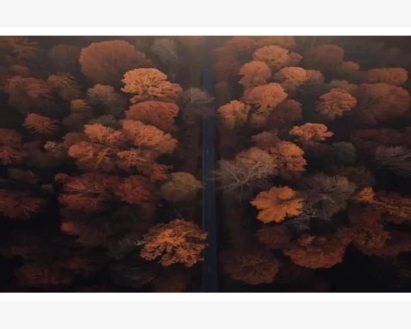 MT4交易禁用弹窗与专家顾问实时交易开启关联性解析_设置技术指标参数和模板保存